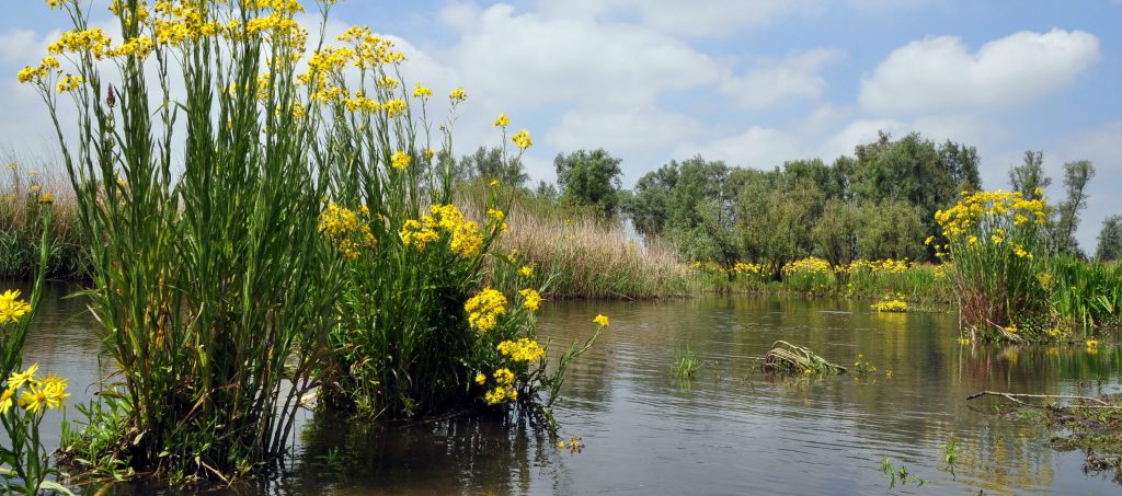 Visit the Biesbosch visitor centre with the Tourist Day Ticket